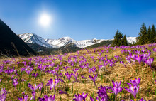 Beautiful Spring Landscape Of Mountains With Crocus Flowers