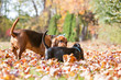 Two Basset Hounds Meeting