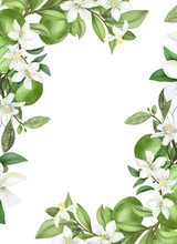 Card Template, Frame Of Hand Drawn Blooming Lime Tree Branches, Flowers And Limes On White Background