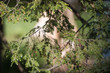 Green Pine - Pinus - Needles Closeup