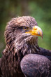 Juvenile Bald Eagle - Haliaeetus Leucocephalus Portrait