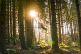 Fototapeta Las - Harz Fairytale Forest