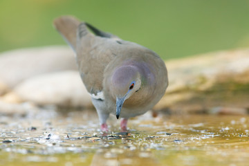 Poster - White-winged dove perched on a backyard home feeder