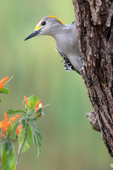 Wall Mural - Golden fronted woodpecker in a backyard feeder