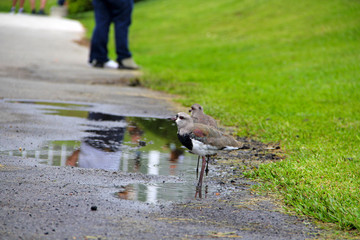 Poster - Bird