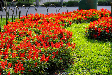 Canvas Print - Garden