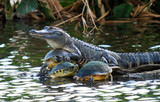 Fototapeta  - The Turtle collector. American Alligator and red-bellied turtles in south Florida