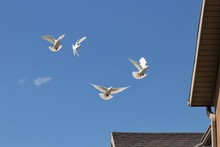 Wild White Doves Flying In Blue Sky.