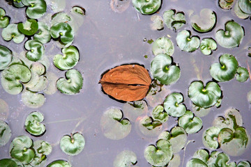 Poster - leaves in water