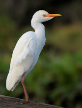 The Cattle Egret In The Florida Everglades