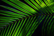 © Jaboticaba Images - Closeup of palm leaf texture in backlight