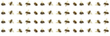 Lines Of Dead Bees Header Or Background, Decline In Bees Due To Habitat Destruction, Pollution And Pesticide Use