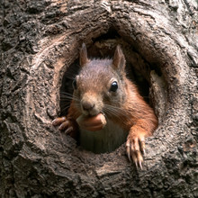 Eurasian Red Squirrel (Sciurus Vulgaris) Cautiously Peeks Out Of The Hole In A Tree In The Forest Of Drunen, Noord Brabant In The Netherlands. 