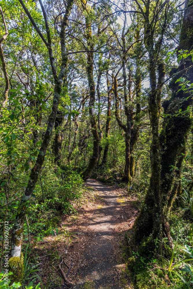 Whakapapa natural walk in Tongariro National Park, North Island, New Zealand.
