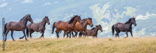 Fotografía Wild horses roaming free in the mountains, under warm evening light