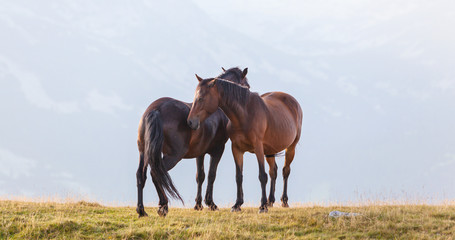 Wall Mural - Wild horses roaming free in the mountains, under warm evening light