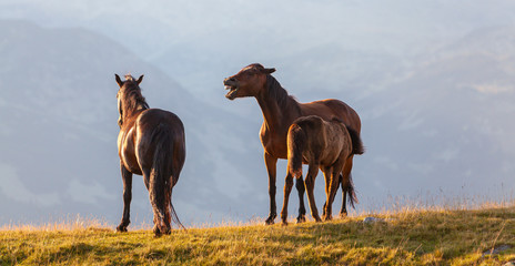 Wall Mural - Wild horses roaming free in the mountains, under warm evening light