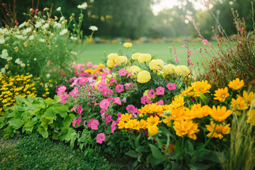 beautiful flower garden with blooming asters and different flowers in sunlight, landscape design
