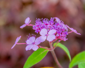 Sticker - violet flower closeup