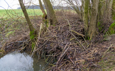 Wall Mural - Beaver dam