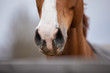 © vprotastchik - closeup portrait of nose of chestnut budyonny horse