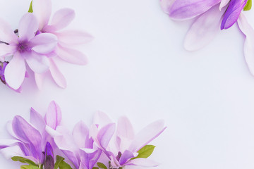 Beautiful floral background. Pink magnolia flowers on white background