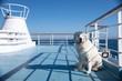 On the Ferry with a large white Kuvasz Dog