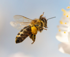 Sticker - A bee collects honey from a flower