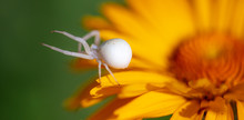 White Spider On A Yellow Flower