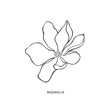 Hand drawn magnolia flower. Botanical design element