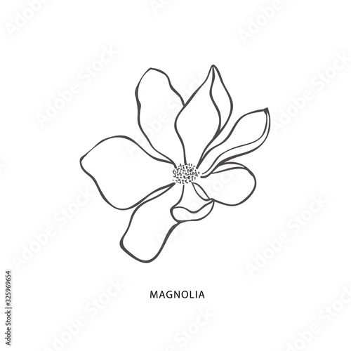 Fotografía Hand drawn magnolia flower. Botanical design element