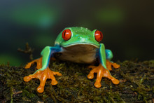 Red Eyed Tree Frog Sitting On A Mossy Branch