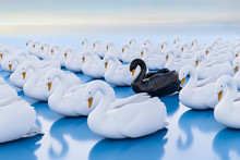 3d Render: Black Swan Event - Term For A Very Seldom Event With A Major Effect Often Resulting In A Stock Market Crash. One Black Swan Within A Swarm Of White Swans.