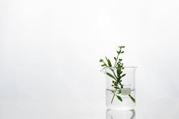 Wall Mural - green herbal leaf water in beaker of white cosmetic development laboratory background