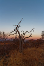 Moon Rise Over The Top Of An Old Dead Tree Trunk On The South African Veldt Of The Madikwe Game Reserve.