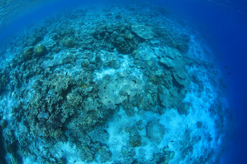 Coral reef damaged by the coral bleaching