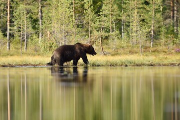 Wall Mural - brown bear walking in bog at summer daylight