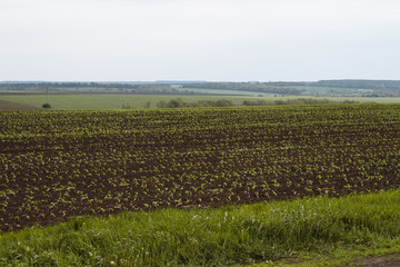 field with seedlings spring