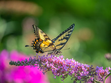 Papilio Glaucus, Eastern Tiger Swallowtail,
