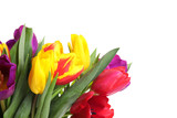 Fototapeta Tulipany - Beautiful bright spring tulips on white background