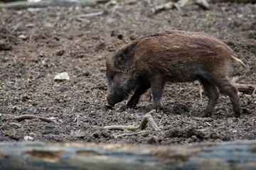 Herd of wild boar feeding in Danube forest, Slovakia, Europe