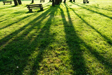 Wall Mural - Grass and trees in the summer park in the early morning