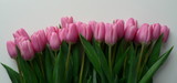 Fototapeta Tulipany - Spring Tulip Banner. Pink tulips lying in a row on white background with place for text. Mother's Day and Women's day greeting card concept.  