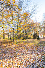 Wall Mural - Colorful autumn Park with trees in Wiesbaden, Germany