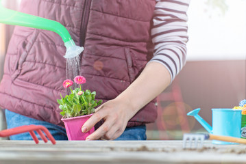 Wall Mural - Gardener holding a pot with plant in garden and planting flowers in pot with dirt or soil