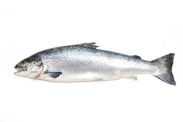 Altantic Slamon fish isolated on a white studio background.