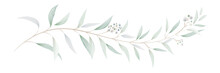 Watercolor Eucalyptus Leaves And Branches