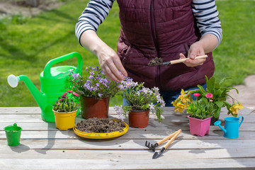 Wall Mural - Gardeners hand planting flowers in pot with dirt or soil. Woman care of flowers in garden or greenhouse. gardener is happy for results.