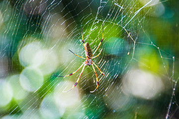 banana spider in his web