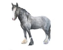 Hand Drawn Watercolor Farm Male Horse Sketch